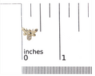 10K Yellow Gold Diamond Accented Bumble Bee Stud Earring (H-I Color, I1-I2 Clarity) - Stormyjay